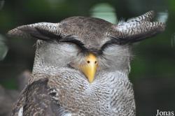 Bubo sumatranus