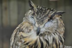 Bubo bubo