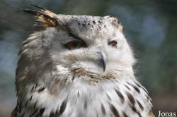 Bubo bubo sibiricus
