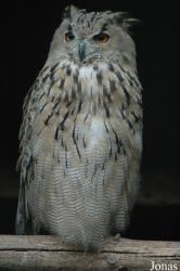 Bubo bubo omissus