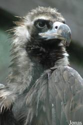 Vogelpark Niendorf