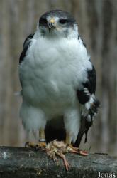 Buteo rufofuscus