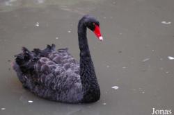 Cygnus atratus