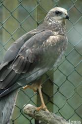 Vogelpark Niendorf
