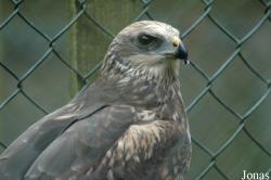 Vogelpark Niendorf