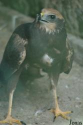Vogelpark Niendorf