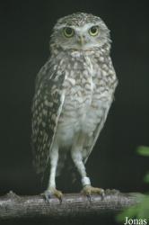 Vogelpark Niendorf