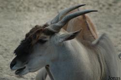 Tragelaphus oryx