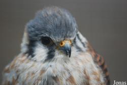 Falco sparverius