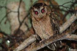 Otus bakkamoena