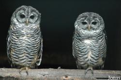 Vogelpark Niendorf