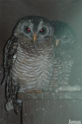 Vogelpark Niendorf
