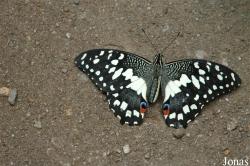 Alaris Schmetterlingspark