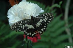 Papilionidae