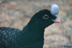 Galliformes