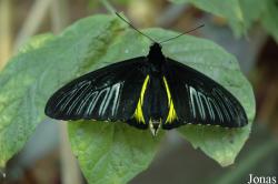 Troides helena