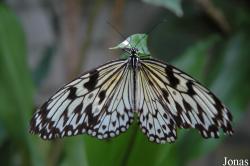 Nymphalidae