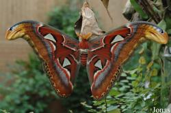 Saturniidae