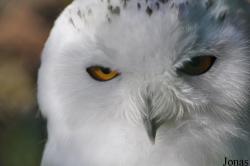 Bubo scandiacus