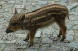 Wildpark Lüneburger Heide