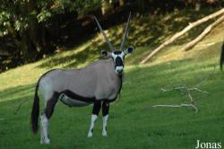 Oryx gazella