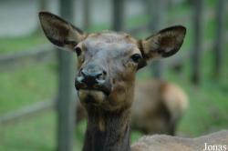 Cervus canadensis nelsoni