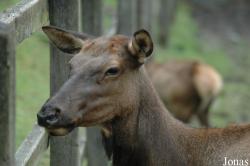 Wildpark Lüneburger Heide