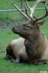 Wildpark Lüneburger Heide