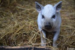 Cochon Mangalitza
