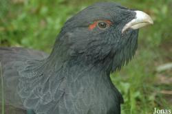 Tetrao urogallus