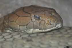 Ophiophagus hannah