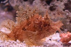 Scorpaeniformes