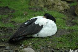 Tierpark Hagenbeck