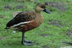 Tierpark Hagenbeck