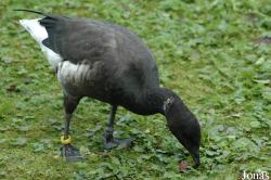 Tierpark Hagenbeck