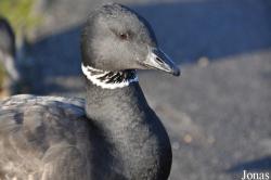 Branta bernicla