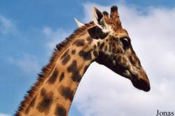 Giraffidae