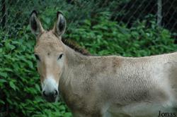 Tierpark Hagenbeck