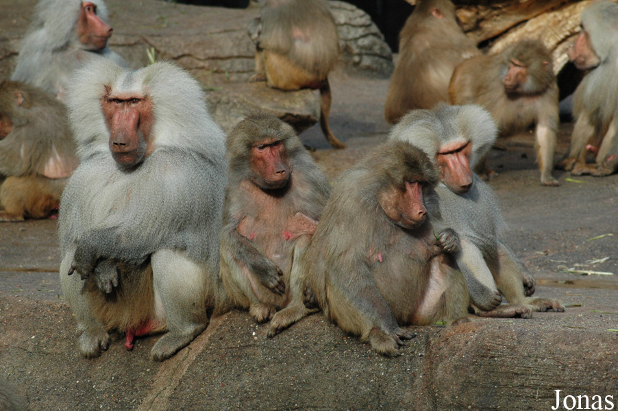 Tierpark Hagenbeck