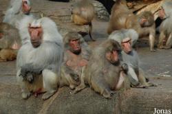 Tierpark Hagenbeck