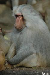 Tierpark Hagenbeck