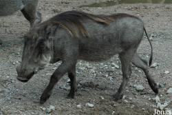 Tierpark Hagenbeck