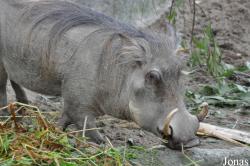 Phacochoerinae