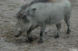 Tierpark Hagenbeck