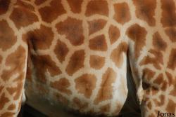 Giraffa camelopardalis antiquorum