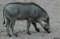 Tierpark Hagenbeck