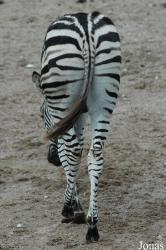 Tierpark Hagenbeck