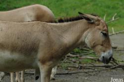 Tierpark Hagenbeck