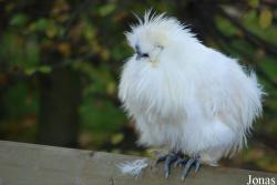 Poule Nègre-Soie
