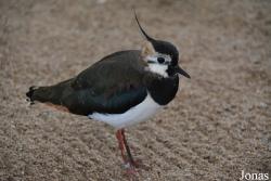 Vanellus vanellus